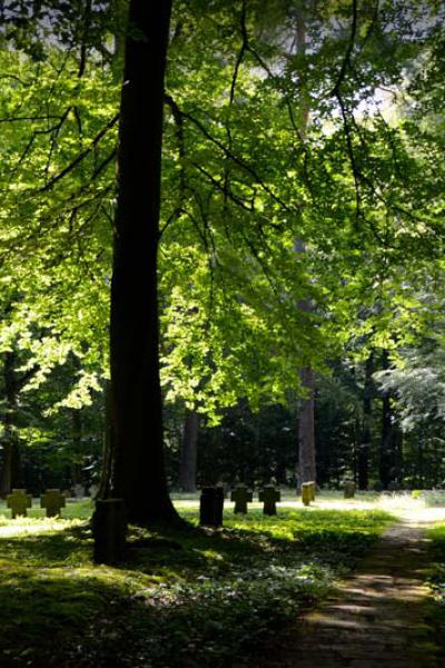 Forest 1770080